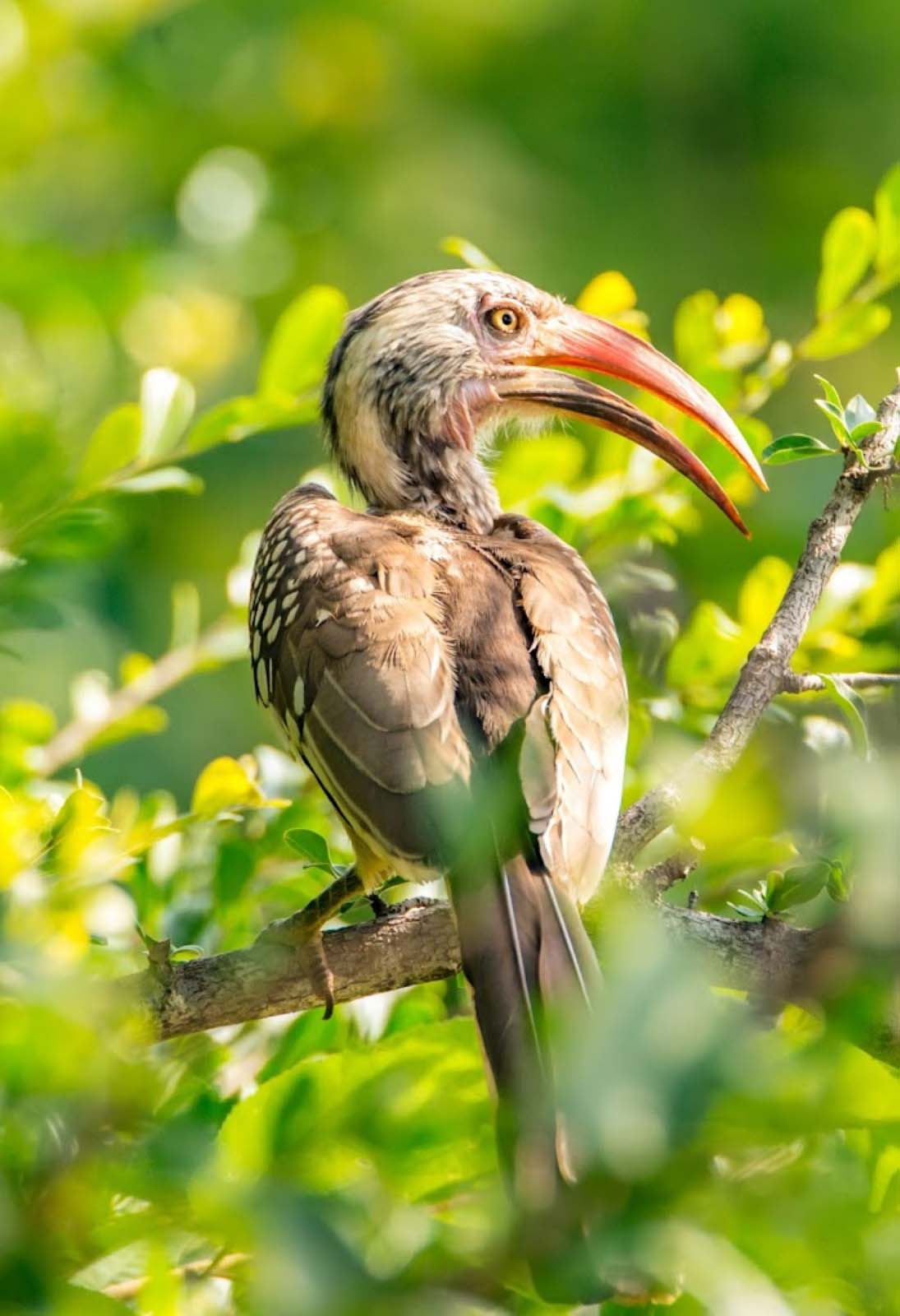 A red-billed hornbill in the trees