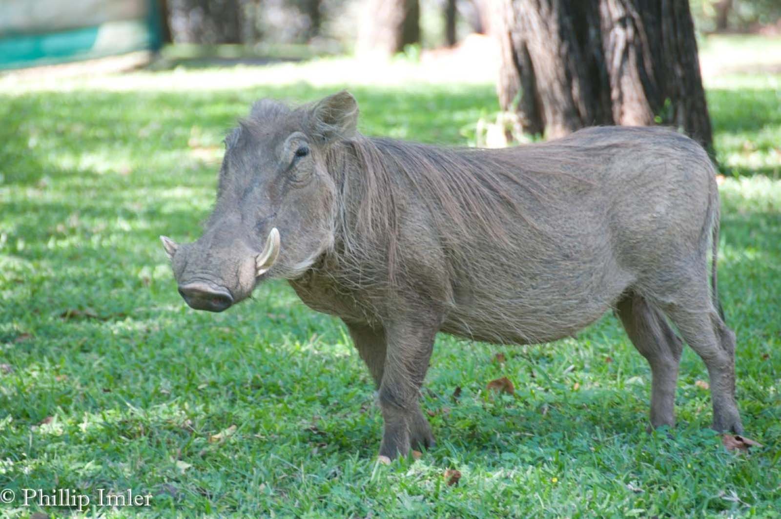 A warthog on the grounds